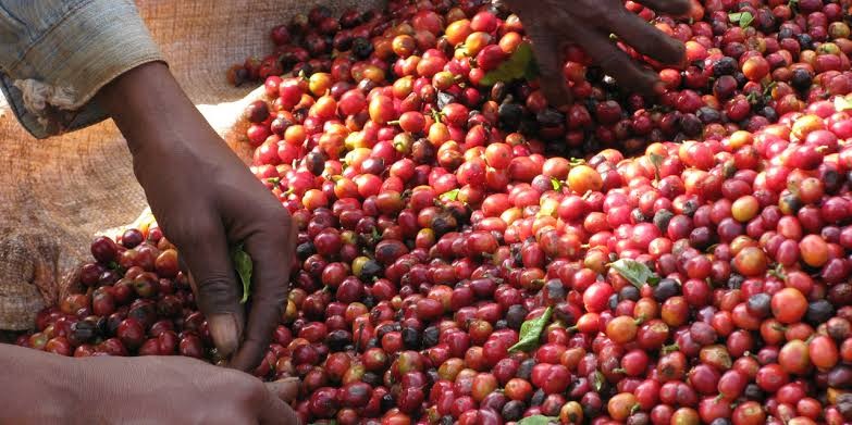 Uganda Earns Ugx218bn From January Coffee Exports As Global Consumption Increases