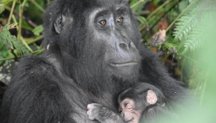 uganda-welcomes-seventh-baby-gorilla-in-2020