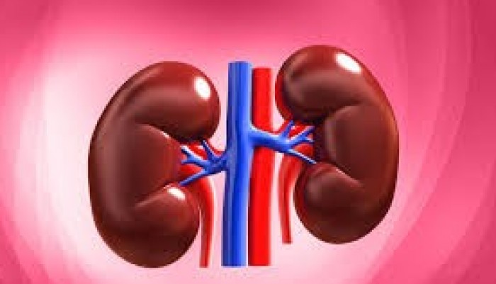 world-kidney-day-7-important-facts-about-your-kidneys